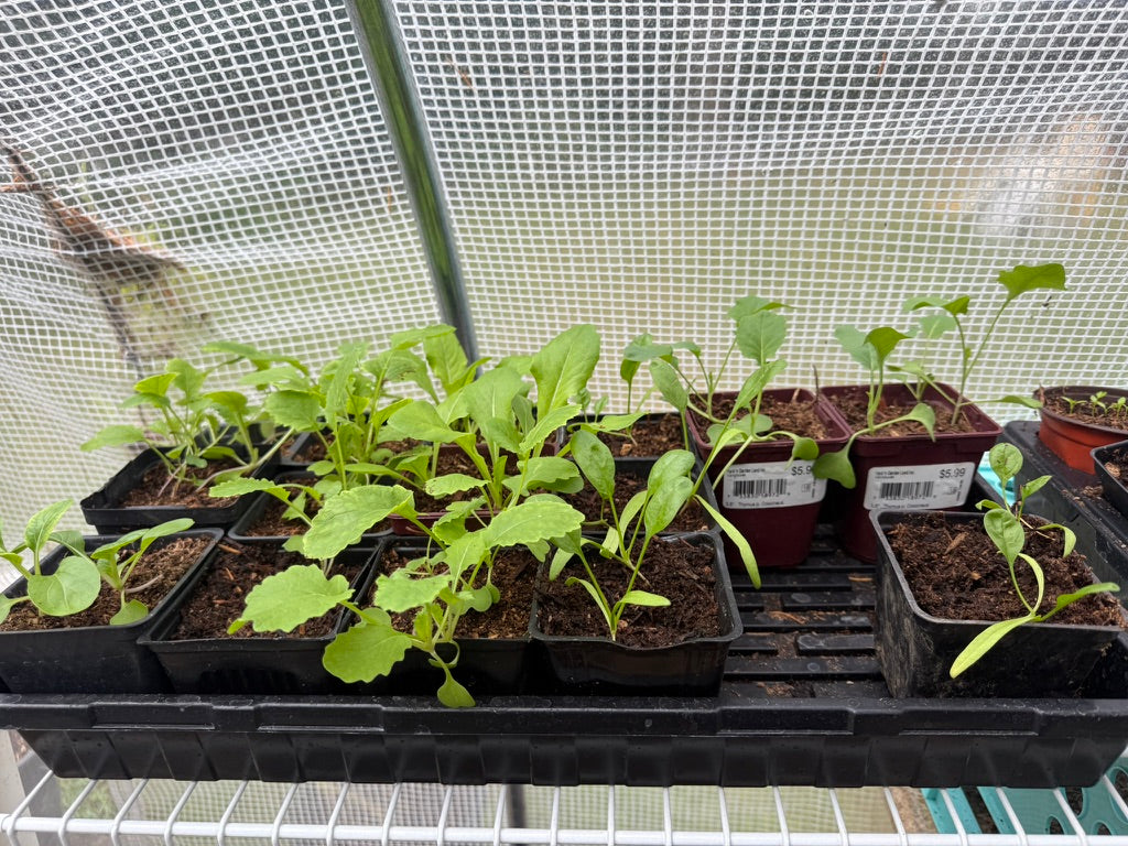 Plant CSA Membership