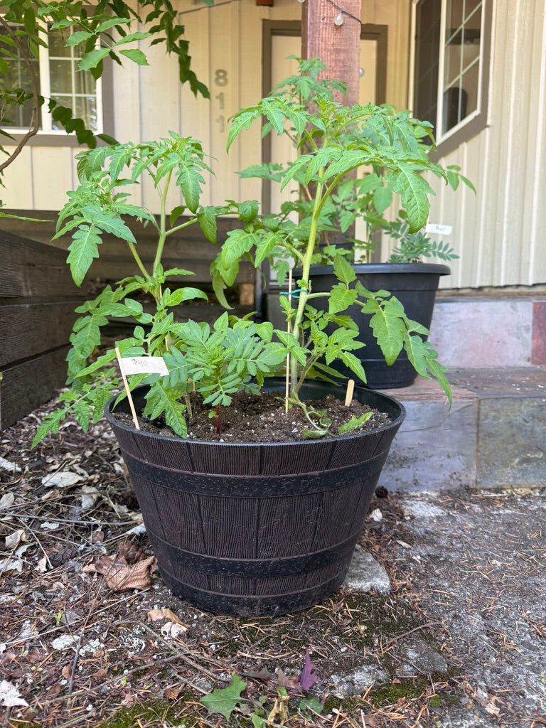 Plant CSA Membership